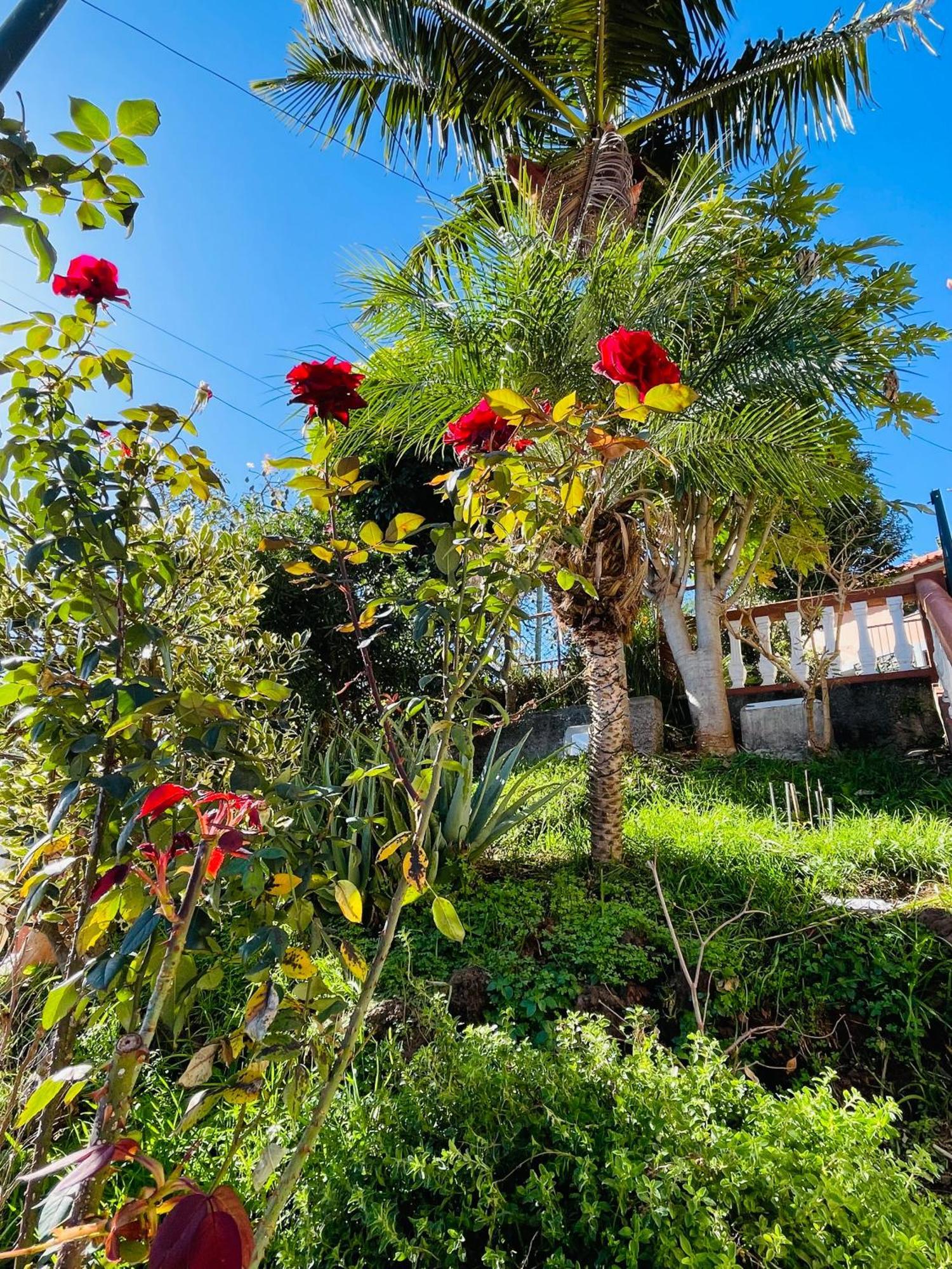 Cozy House Hotel Funchal  Exterior photo